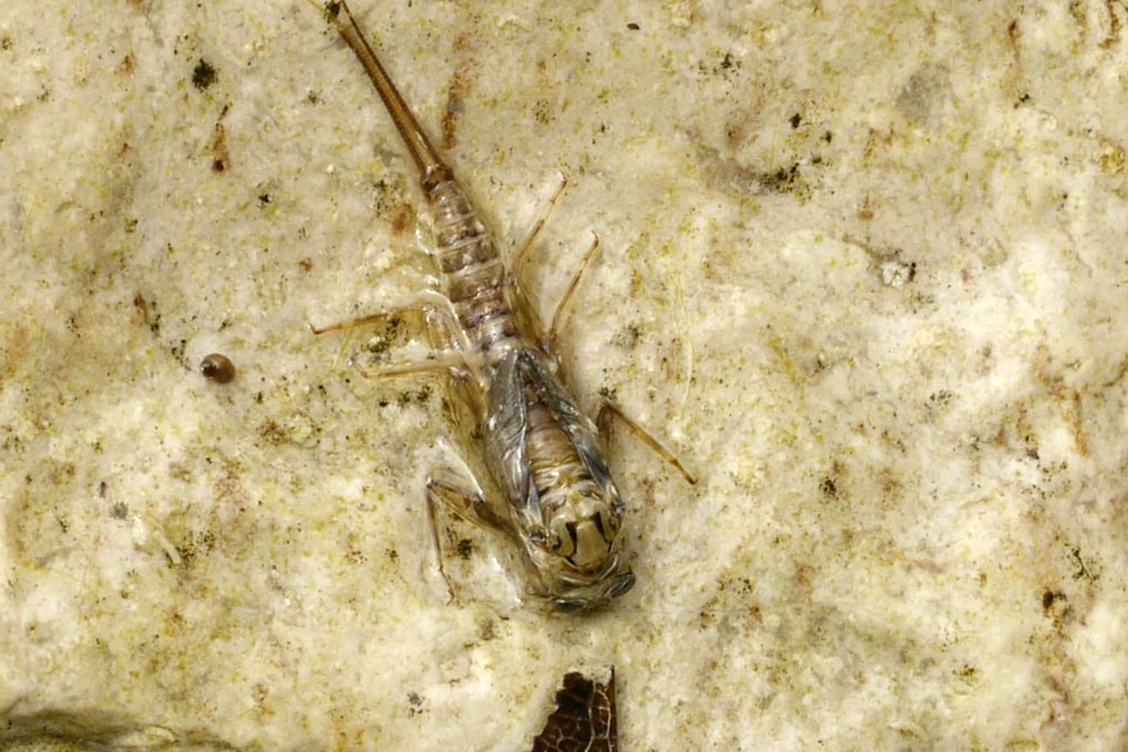 Rhithrogena ?